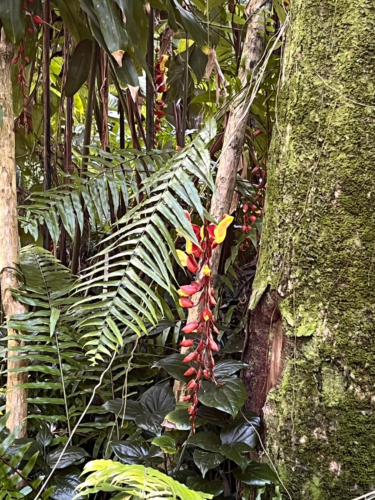 Fleurs rouges et jaunes au cœur d’une végétation tropicale réunionnaise
