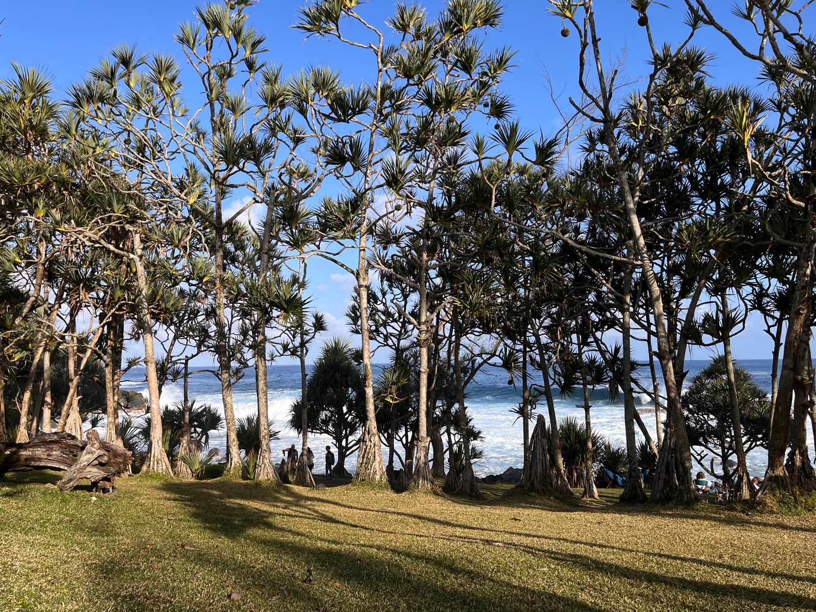 Forêt de vacoas face à l’océan sur le littoral réunionnais