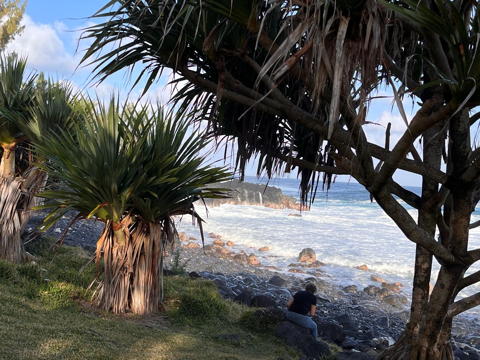 Littoral sauvage bordé de vacoas à La Réunion